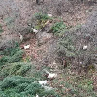 بز فروشی همراه بزغاله با یه نربز