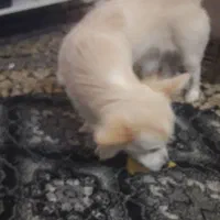 سگ شیتزو پامر