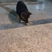 سگ ژرمن شولاین|سگ|شاهین‌شهر, حافظ شمالی|دیوار