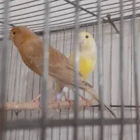 جفت قناری مولد