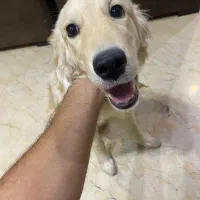 سگ گلدن