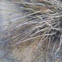 فروش نهال گردو تضمینی درنهالستان قنبری|گل و گیاه طبیعی|ارومیه, |دیوار