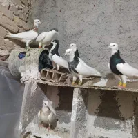 کبوتر|پرنده|الوند, |دیوار