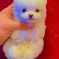 توله سگ خرسی وارداتی