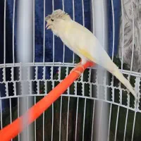 تعدادی قناری تک و جفت همراه جوجه و تخم یک جفت عروس