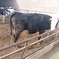 گاو شیری و گوشتی و گوساله