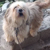 سگ نژاد دار رنگ پسته‌ای|سگ|قائم‌شهر, |دیوار