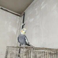 ۳ عدد عروس هلندی|پرنده|شیراز, جرسقان|دیوار