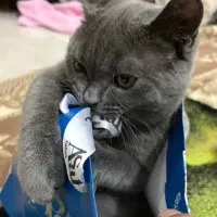 گربه اسکاتیش بلو|گربه|گرگان, |دیوار