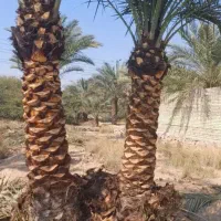 حرص درخت نخل خرما