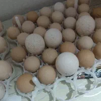 تخم مرغ لاری ‌افغان وتخم شاخی