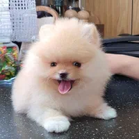 سگ های پامرانین مالتیز|سگ|بوشهر, |دیوار