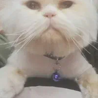 گربه پرشین جفت نر کلاسیک، ماده سوپر فلت