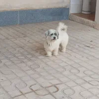 سگ شیتزو فلت