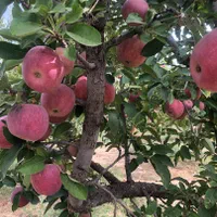 باغ در منطقه زیبای سربست، احمد آباد|فروش خانه و ویلا|شیراز, ملاصدرا|دیوار
