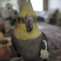 طوطی عروس هلندی