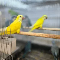 معاوضه و خریدار انواع پرندگان زینتی|پرنده|تهران, الهیه|دیوار