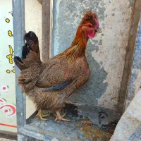 مرغ کاکلی طاقچه جوان