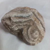 فسیل