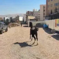 کره مادیون 1ساله|اسب و تجهیزات اسب‌سواری|جره و بالاده, |دیوار