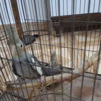 عروس هلندی ۵ ماهه