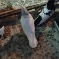 کبوتر رنگه هوایی