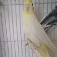 جفت مولد نرسخنگوو ماده تک زعفرونی فروش معاوضه|پرنده|مشهد, سرافرازان|دیوار