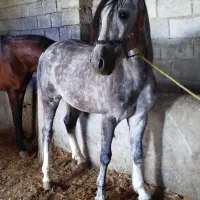 اسب کوردی 5سال