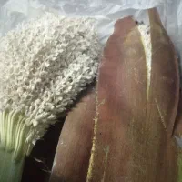 هوار نخل|گل و گیاه طبیعی|داراب, |دیوار