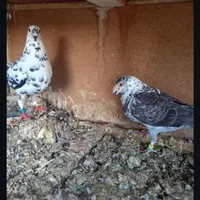 کبوتر|پرنده|گناباد, |دیوار
