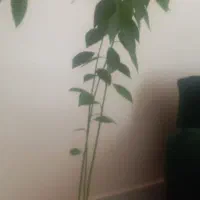 نهال آواکادو|گل و گیاه طبیعی|اصفهان, چشمه باقرخان|دیوار