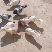 کبوتر فروشی ۹تا رنگ قیمت ۵۵۰۰۰۰۰