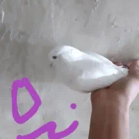 کبوتر|پرنده|مشکیندشت, |دیوار