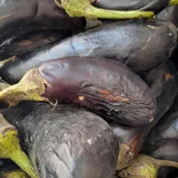 انواع ترشی لیته مخلوط سفارش گرفته میشود|خوردنی و آشامیدنی|رشت, دیانتی|دیوار