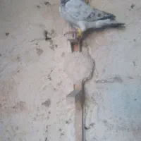 پرنده پرشی|پرنده|شیراز, داریون|دیوار