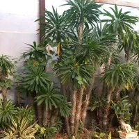 گل و کاکتوس