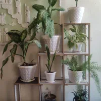 حراج تعدادی گل