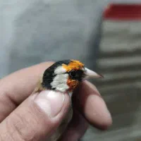 سهره جوجه قفس نشانه دار|پرنده|کرمانشاه, |دیوار