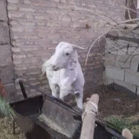 فروش کولار پاکستانی اصیل|حیوانات مزرعه|طبس, |دیوار