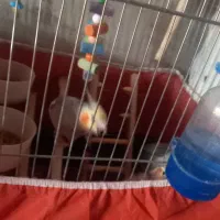 عروس هلندی باقفس ولوازم|پرنده|چهاردولی, |دیوار