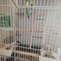 پرنده|پرنده|شاهین‌شهر, نظامی|دیوار