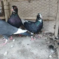 ماده
