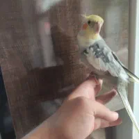 عروس هلندی رام و سخنگو