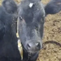 گوساله ماده هلشتاین