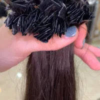 ۲۵۰شاخه ۶۰سانتی موطبیعی