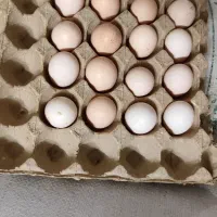 تخم نطفه دار مرندی خوراکی