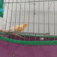 قناری نر|پرنده|بروجرد, |دیوار