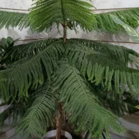 گلهای خانگی|گل و گیاه طبیعی|شیراز, شهرک والفجر|دیوار