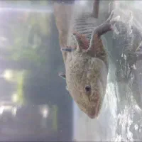 ماهی دست و پا دار|ماهی|تهران, تهرانپارس شرقی|دیوار