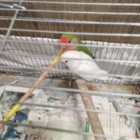 دو جفت برزیلی رنگ خاص